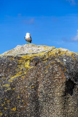 Seagull on a lichen rock - Australian Stock Image