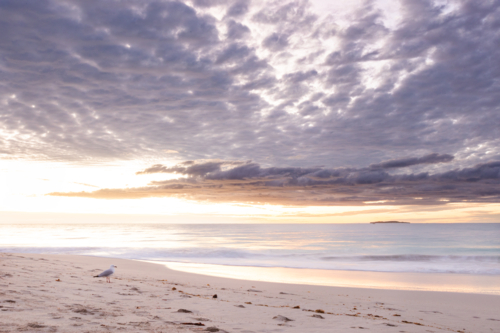 Seagull on beach with an overcast sunset - Australian Stock Image