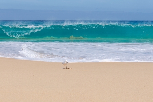 Seagull on beach with catch with waves crashing behind bird - Australian Stock Image