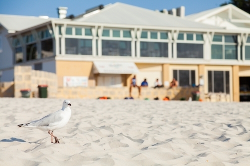 Seagull on beach with white sand and surf club in the background - Australian Stock Image