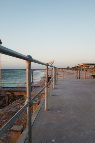 Seagull on coastal boardwalk fence railing in setting sun - Australian Stock Image