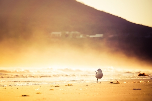 Seagull on hazy beach morning - Australian Stock Image