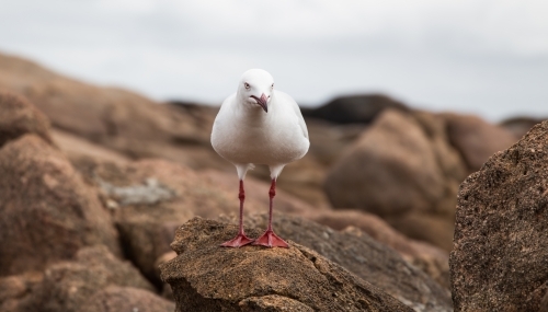 Seagull on rocks by the ocean - Australian Stock Image