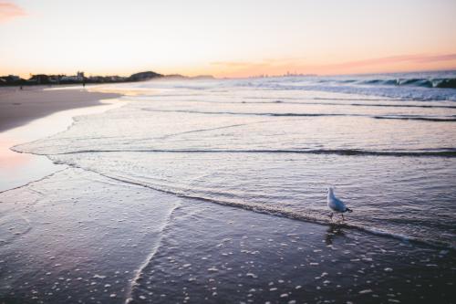 Seagull on the beach at sunset