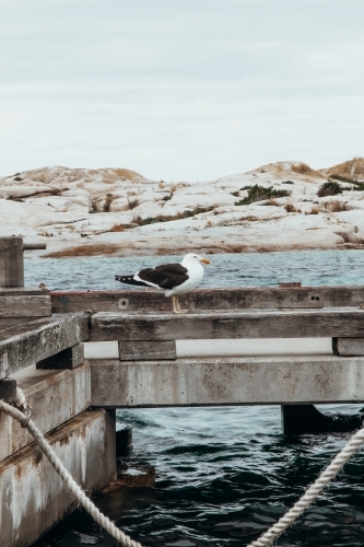 Seagull perched on seaside wharf - Australian Stock Image