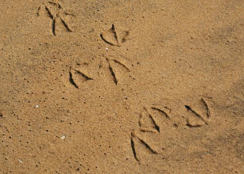 Seagull prints in the sand - Australian Stock Image