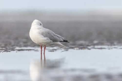 Seagull standing in water at the beach - Australian Stock Image