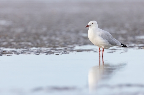 Seagull standing in water at the beach