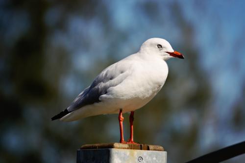 Seagull standing on a perch - Australian Stock Image