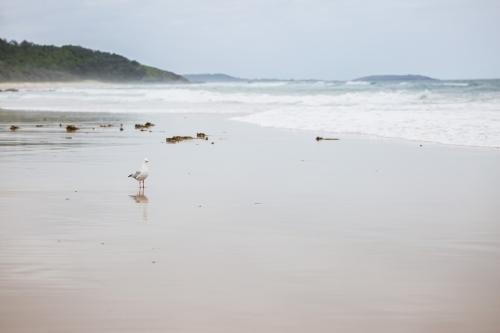 Seagull standing on sand on empty beach with waves and coastline