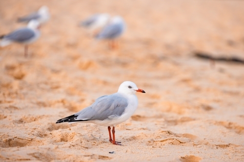 Seagull standing on sandy beach - Australian Stock Image