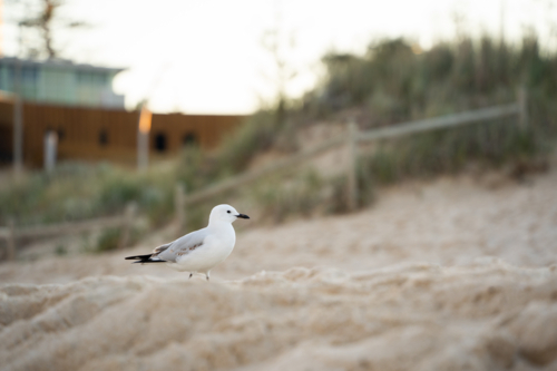 Seagull standing on sandy beach path at Scarborough Beach, Perth, Western Australia - Australian Stock Image