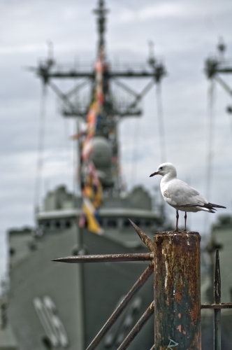 Seagull, with Navy Boat behind