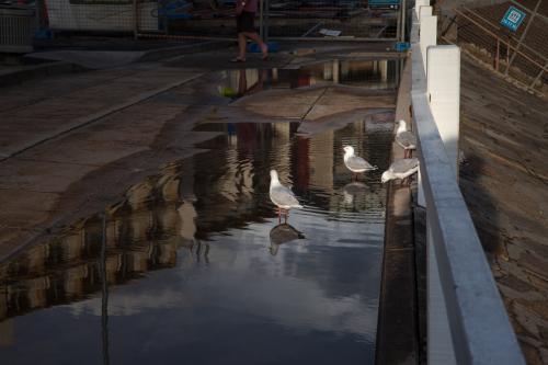 Seagulls after a big down pour - Australian Stock Image