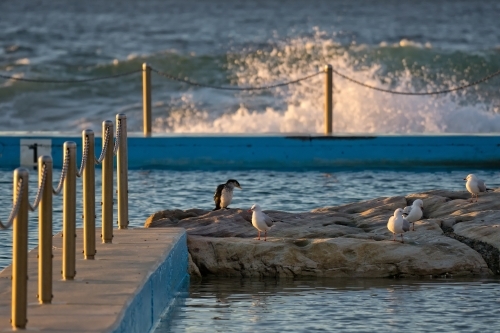 Seagulls and Cormorant sitting on rocks at a Sydney ocean pool