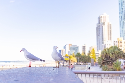 Seagulls at Main Beach in Surfers Paradise with the Gold Coast City skyline in the background - Australian Stock Image