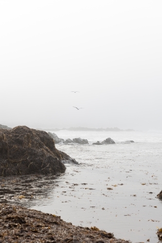 Seagulls flying through the sea fog - Australian Stock Image