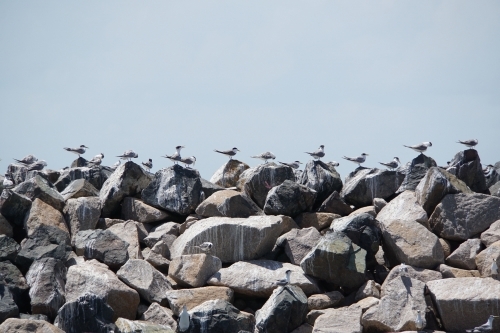 Seagulls in a line atop the rocks