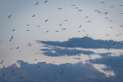 seagulls in flight - Australian Stock Image