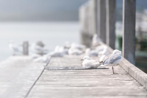 Seagulls on a jetty by the water