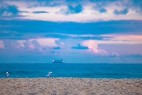 Seagulls on the beach under vibrant sunset sky with cargo ship on the horizon - Australian Stock Image