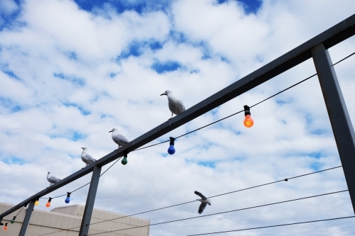 Seagulls perched on a fence - Australian Stock Image
