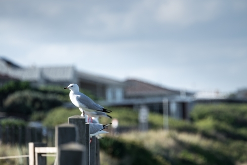 Seagulls sit on the fence
