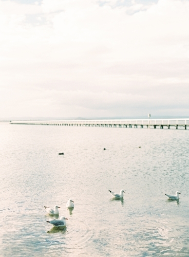 Seagulls sitting on still water with wharf in background - Australian Stock Image