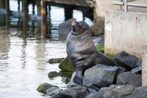 Seal sitting on a rock beside a jetty