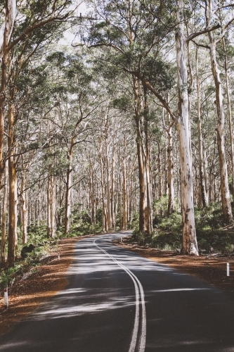 Sealed road winding through a gum tree forest - Australian Stock Image