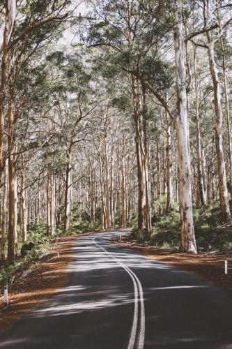 Sealed road winding through a gum tree forest
