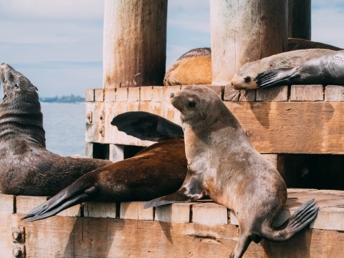Seals resting on wooden jetty