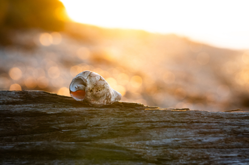 Seashell on driftwood - Australian Stock Image