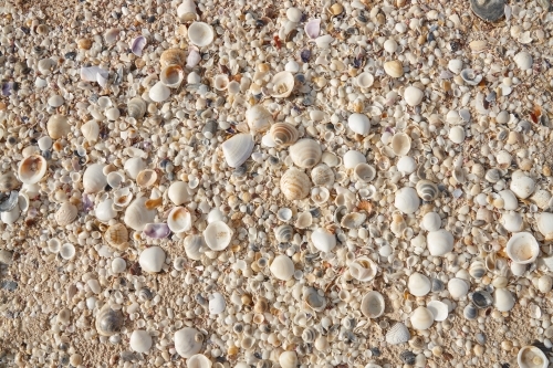 Seashells - Australian Stock Image