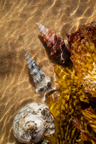 Seashells in Seawater - Australian Stock Image