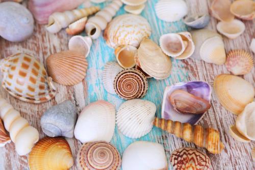 Seashells on beach timber table