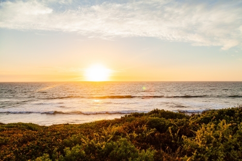 Seaside vegetation plants and shrubs on the coastline at sunset - Australian Stock Image
