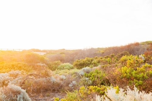 Seaside vegetation plants and shrubs on the coastline at sunset - Australian Stock Image