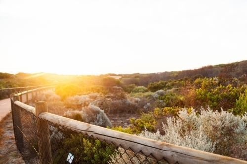Seaside vegetation plants and shrubs on the coastline at sunset - Australian Stock Image