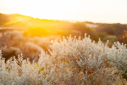 Seaside vegetation plants and shrubs on the coastline at sunset - Australian Stock Image
