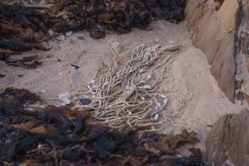 Seaweed and rope washed up on the beach near rocks - Australian Stock Image