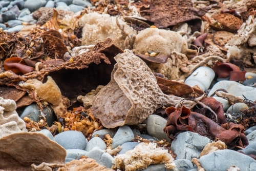 Seaweed, coral and rocks washed up on a beach
