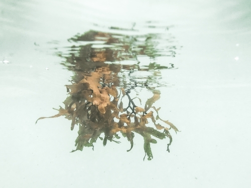 Seaweed floating in the water with its reflection in warm tones