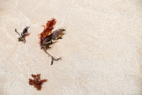 Seaweed washed up on beach - Australian Stock Image