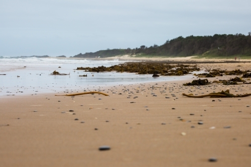 Seaweed washed up on sand on beach - Australian Stock Image