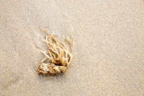seaweed washed up onto beach - Australian Stock Image