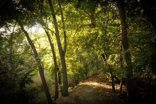 Secluded walking  trail in the Wine region of South Australia in the morning light and shadow - Australian Stock Image