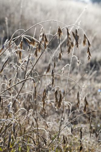 seed heads and grasses covered in frost during winter