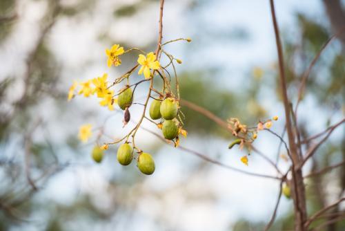 Seed pods and flowers on a Kapok Tree - Australian Stock Image