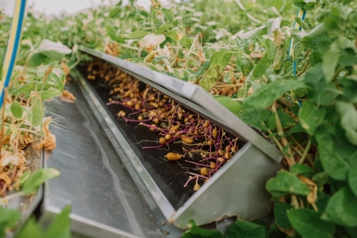 Seed potatoes growing - Australian Stock Image